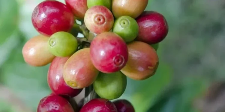 Café dispara em NY com tarifas trazendo preocupações sobre a oferta do Brasil