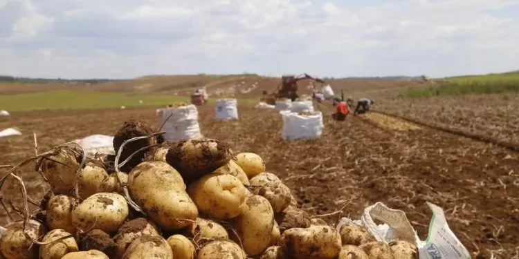 Na semana passada, o movimento de baixa da batata foi acentuado — Foto: Gilson Abreu/AEN