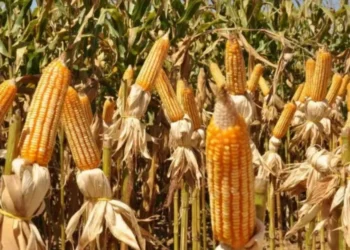 Milho e trigo caem em Chicago — Foto: Agricultura/Governo do Tocantins