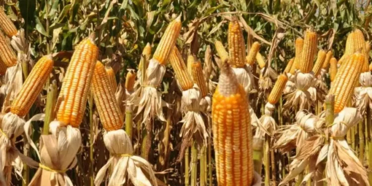 Milho e trigo caem em Chicago