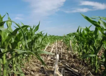 Plantio de lavoura de milho em Iowa nos EUA — Foto: USDA