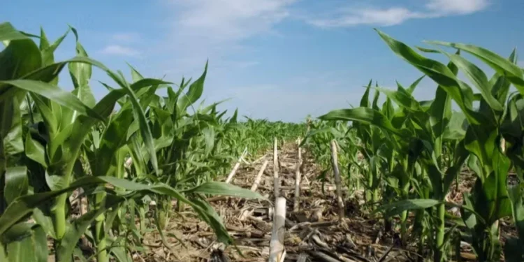 Falência de produtores rurais americanos no primeiro trimestre já supera ano de 2024