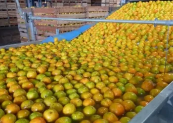 Representantes das indústrias de suco de laranja estarão presentes na reunião — Foto: SEAB