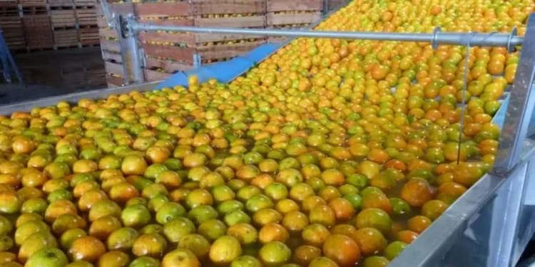 Com Alckmin e Lula, agro defenderá diplomacia técnica no debate sobre tarifaço