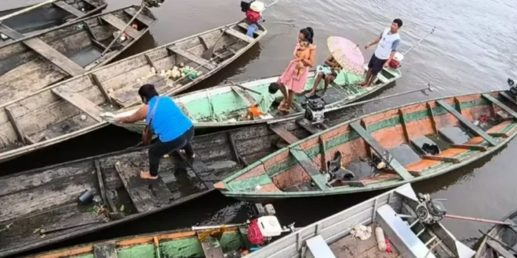 Chuva no Amazonas causa cheia dos rios e impacta produção agrícola