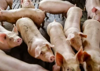 O Chile é o quarto principal destino das exportações de carne suína do Brasil — Foto: Roberto Dziura Jr/AEN