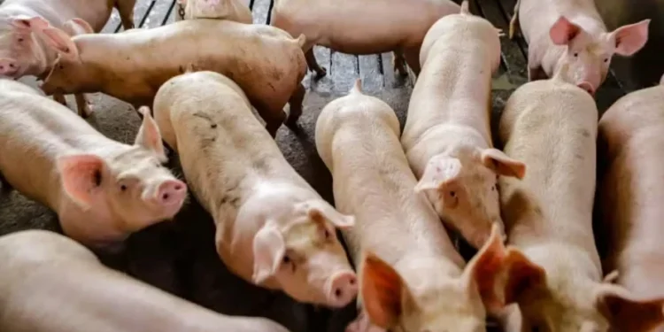 Indústria espera elevar venda de carne suína ao Chile
