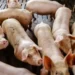 Indústria espera elevar venda de carne suína ao Chile