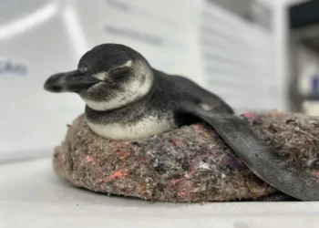 Animais migram ao Brasil entre maio e agosto • Divulgação/Instituto Gremar