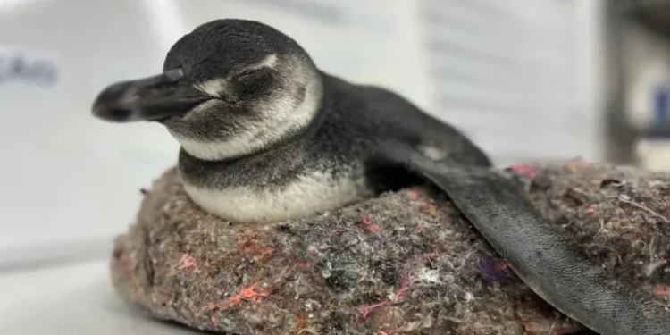 Animais migram ao Brasil entre maio e agosto • Divulgação/Instituto Gremar