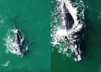Outra espécie e um filhote foram registrados no último dia 10, em praia de Palhoça, mas passam bem • Divulgação