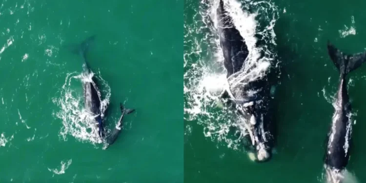 Baleia-franca com rede de pesca na cabeça é flagrada no litoral de SC