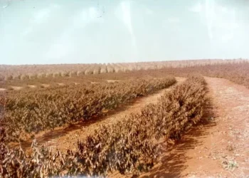O Norte do Paraná teve 900 milhões de pés de café prejudicados pelo fenômeno climatológico — Foto: Rudolfo Kretch - Acervo do Museu Histórico de Londrina Padre Carlos Weiss