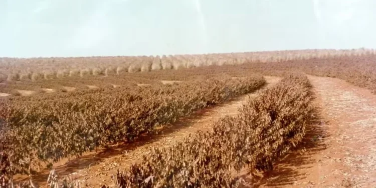 Geada negra: há 50 anos o Brasil perdia mais de 1 bilhão de pés de café em uma noite
