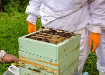 Maior parte dos produtores de mel no Brasil é da agricultura familiar — Foto: Mbee / Divulgação