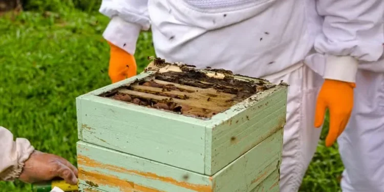 Exportadores de mel esperam que alimentos fiquem fora de tarifaço de Trump