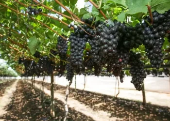 Tarifaço dos EUA impõe ‘pior momento do ano’ para produtores de uva