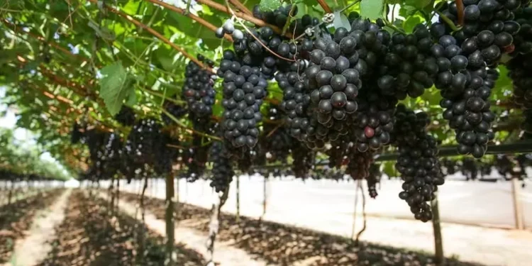 Tarifaço dos EUA impõe ‘pior momento do ano’ para produtores de uva