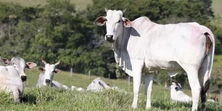 Preço do boi gordo cai em SP com indústrias fora das compras e oferta elevada