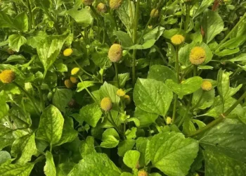 Jambu desponta e ganha nova demanda focada na COP 30