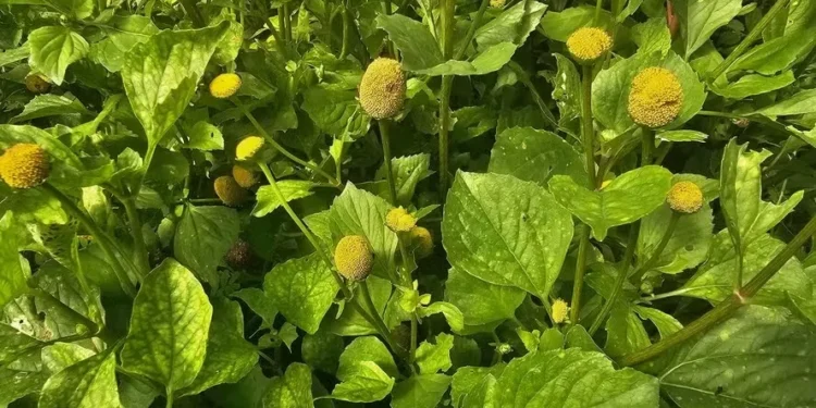 Jambu desponta e ganha nova demanda focada na COP 30