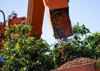 Para Hedgepoint, à medida que a colheita brasileira de café se aproximava e as perspectivas em outras origens eram mais positivas, os preços foram pressionados — Foto: Wenderson Araujo / CNA