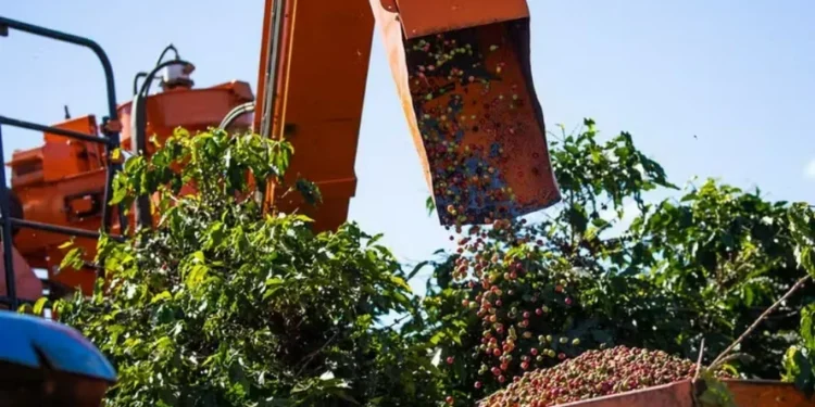 Café sobe em Nova York após ajuste técnico