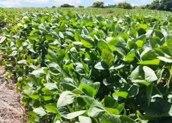 Volume de emissões de carbono da soja são diferentes em avaliações internacionais e brasileiras — Foto: Marcelo Beledeli/Globo Rural