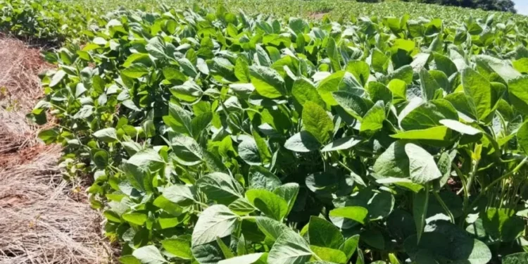 Tropicalização dos créditos de carbono são desafio para o agronegócio brasileiro