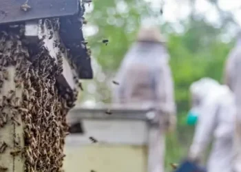 Cadeia produtiva do mel no Piauí enfrenta período de baixa oferta de matéria-prima. Redução de exportações pode pressionar mercado — Foto: Bee Mel/Site oficial