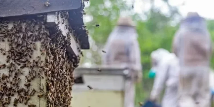Tarifaço deve reduzir preço do mel no mercado interno e preocupa apicultores no Piauí