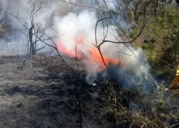 Risco elevado para incêndios florestais em São Paulo • Divulgação/Secretaria de Infraestrutura e Meio Ambiente