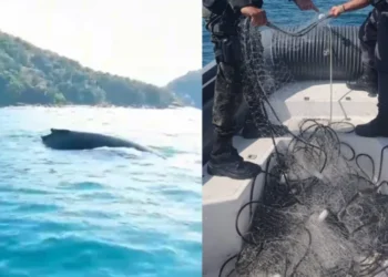 Na ação, os agentes também apreenderam rede de pesca ilegal no mar • Divulgação/PMESP