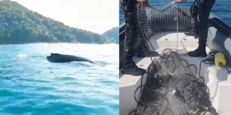 Baleia jubarte é resgatada presa em rede de pesca no litoral de SP