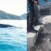 Baleia jubarte é resgatada presa em rede de pesca no litoral de SP