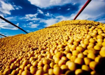 Demanda por soja dos EUA não mostra sinais de reação e corrobora para queda dos preços na bolsa — Foto: R.R. Rufino/Embrapa
