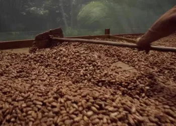 Oscilações do cacau refletem ajustes técnicos e expectativas em torno da demanda global — Foto: Mágio Chocolates/Divulgação