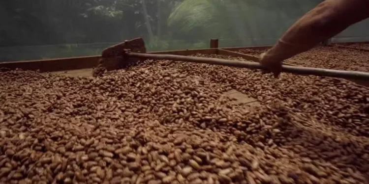 Oscilações do cacau refletem ajustes técnicos e expectativas em torno da demanda global — Foto: Mágio Chocolates/Divulgação