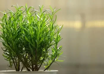 Aprenda como plantar alecrim — Foto: Canva/ Creative Commoms