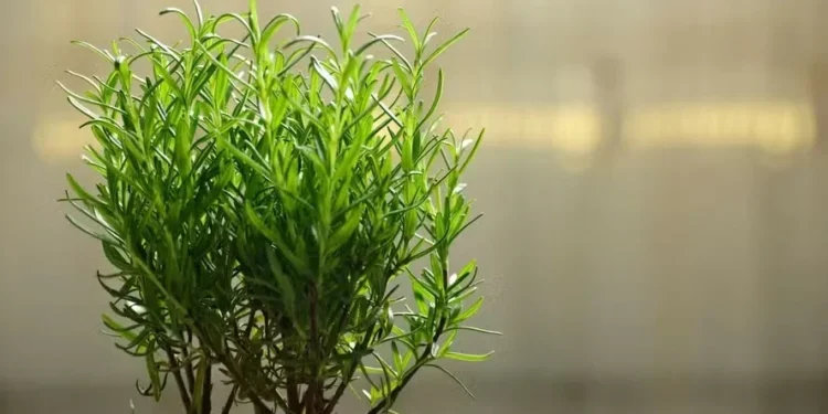 Aprenda como plantar alecrim — Foto: Canva/ Creative Commoms