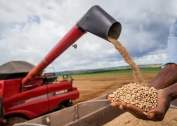 Segundo a Conab, 95% do total da segunda safra mineira de feijão já foi colhida — Foto: Wenderson Araújo / CNA