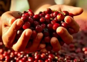 Mercado do café em alerta pelas tarifas americanas e ainda pelo clima clima no Brasil — Foto: Instagram/Reprodução