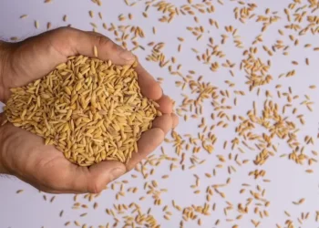 Pressão sobre os preços do trigo vem da entrada mais intensa da oferta do hemisfério norte no mercado global — Foto: jcomp/Freepik