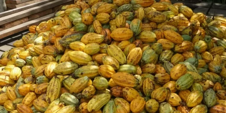 Mercado do cacau acompanha questões de demanda e chuvas em áreas produtoras da África — Foto: Mágio Chocolates/Divulgação