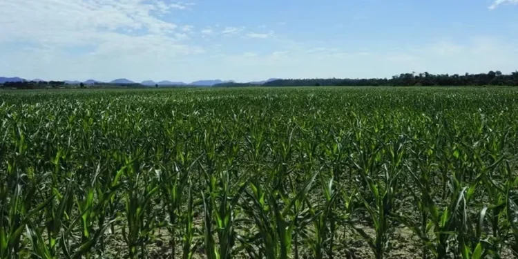 Terras devem ter preços estáveis — Foto: Alex Gouvea/Globo Rural
