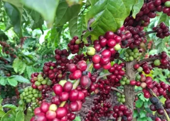 Mercado ficou surpreso por café não estar na lista de produtos isentos — Foto: Globo Rural/Isadora Camargo