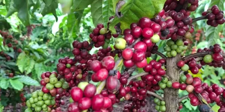 Mercado ficou surpreso por café não estar na lista de produtos isentos — Foto: Globo Rural/Isadora Camargo