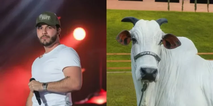 Murilo Huff compra vaca de R$ 17 milhões em leilão: ‘Uma das mais cobiçadas do mundo’