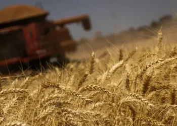 Colheita de trigo avança rapidamente nos Estados Unidos, enquanto na Europa, especialmente na França, os trabalhos estão praticamente concluídos. — Foto: Wenderson Araujo/CNA