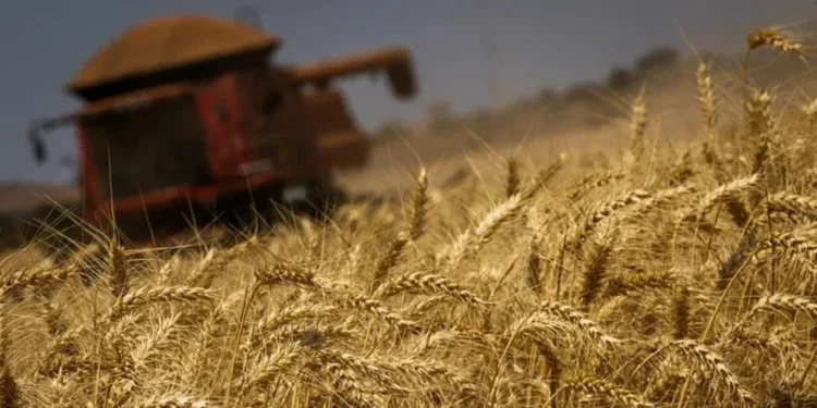 Trigo cai em Chicago com avanço da colheita em importantes áreas produtoras